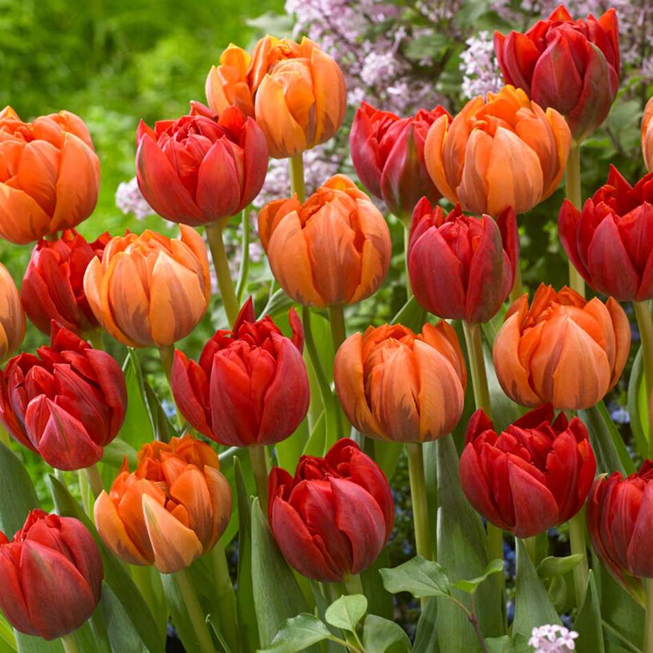 'Peony Girl' tulpanblandning